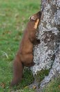 Galerie: Baummarder