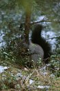 Galerie: Eichh&ouml;rnchen