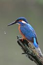 Galerie: Eisvogel