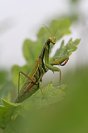 Galerie: Gottesanbeterin