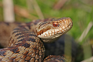 kreuzotter_0570_web_dv.jpg
