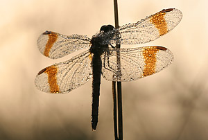 a01_0020_web_dv.jpg