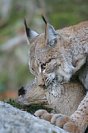 Galerie: Luchs