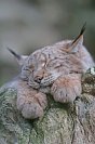 Galerie: Luchs