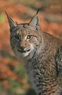 Galerie: Luchs