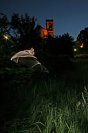 Galerie: Mausohr