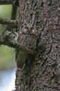 Galerie: Rauhfusskauz