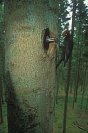Galerie: Schwarzspecht
