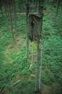 Galerie: Schwarzspecht