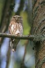 Galerie: Sperlingskauz