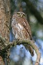 Galerie: Sperlingskauz