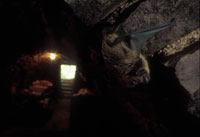 Breitflügelfledermaus in altem Kellergewölbe