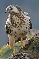 RY9D0894_web_dv.jpg